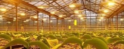 Как провести свет в сарай и курятник своими руками