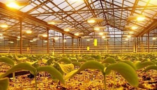 Освещение в теплице своими руками