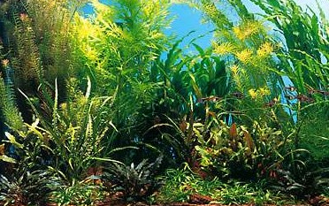 рост растений в аквариуме