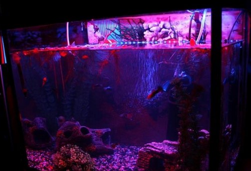 светодиодная лента для аквариума
