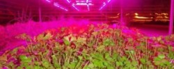 Как выбрать яркую светодиодную ленту