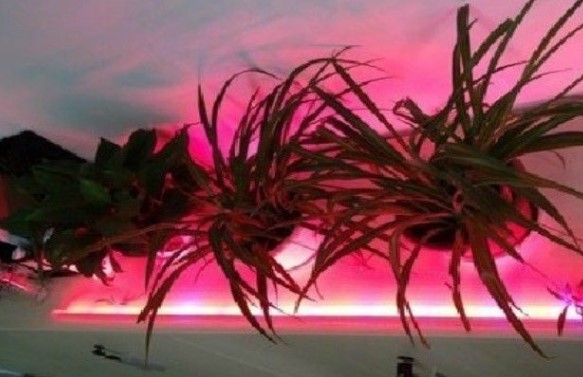 Светодиодная лента для подсветки растений