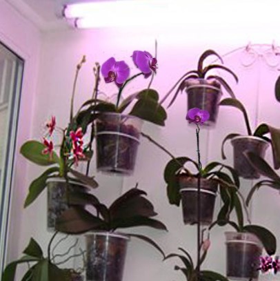 подсветка растений комнатных