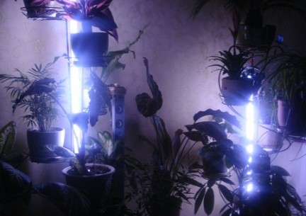 Секреты подсветки: какая лампа вам нужна для комнатных цветов?
